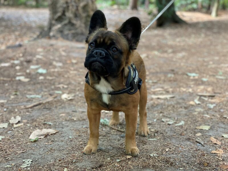 Hond