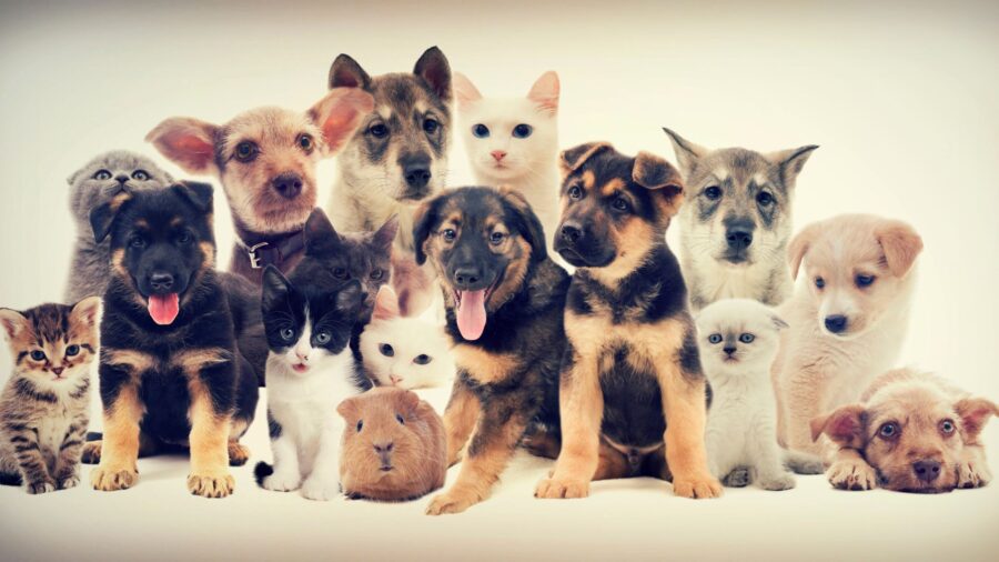 Dieren