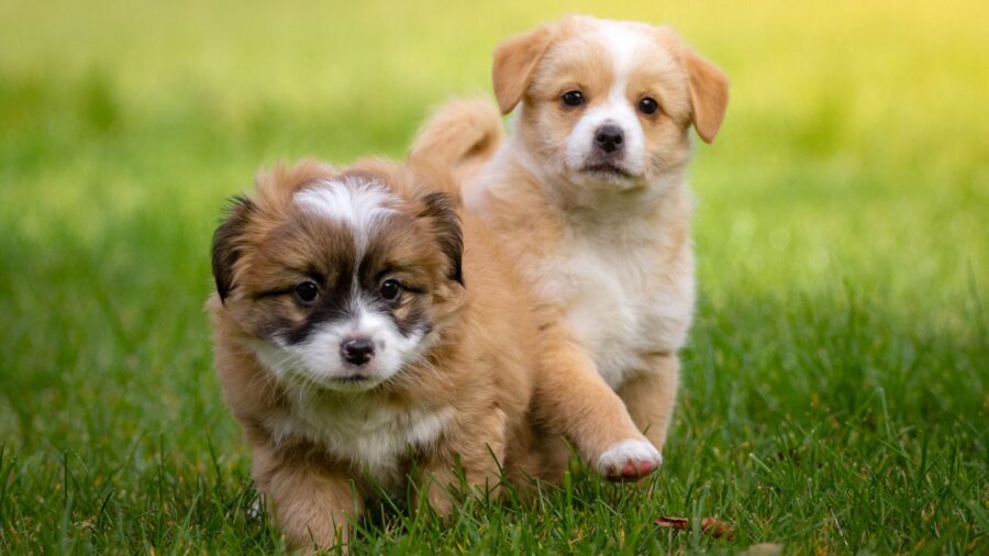 Honden
