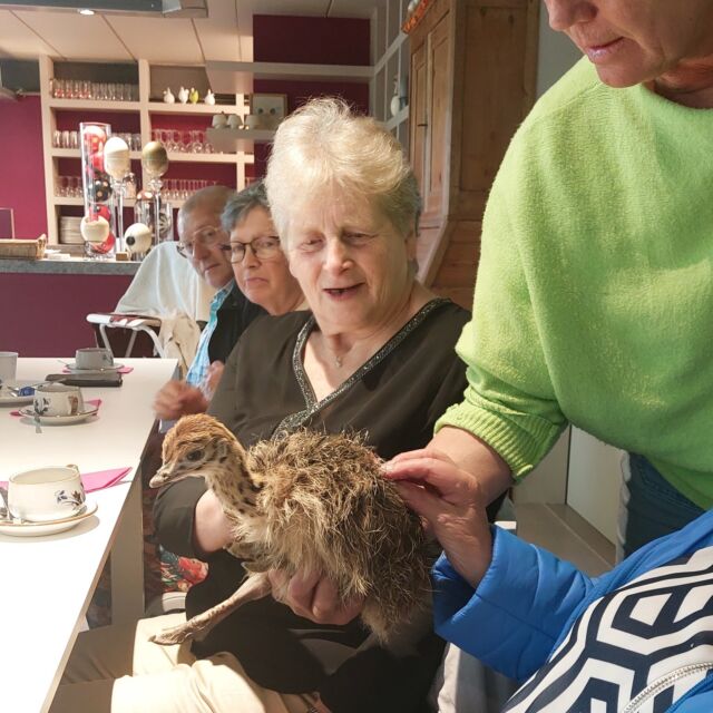Tijdens de uitstap naar de struisvogelboerderij Schobbejaks Hoogte in Tielt kwamen we alles te weten over de boeiende wereld van de struisvogels.  #wzbw #woonenzorgbedrijfwervik #wervik #geluwe