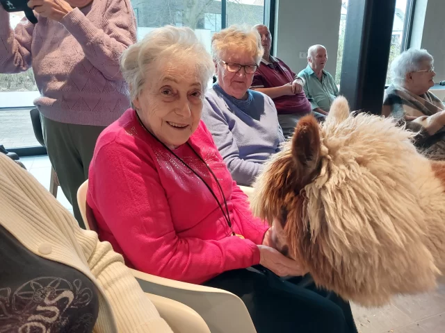 Alpaca’s zijn zachtaardige dieren met een dikke, zachte vacht die oorspronkelijk uit het Andesgebergte ...
Ze zijn gewoon superschattig!!!